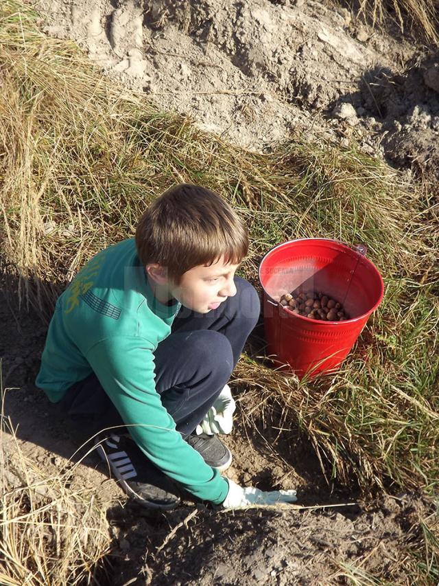 4000 de kilograme de ghindă au fost plantate sâmbătă, de către cei 450 de voluntari