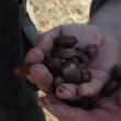 4000 de kilograme de ghinda au fost plantate sambata, de catre cei 450 de voluntari