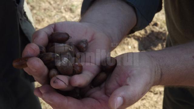 4000 de kilograme de ghinda au fost plantate sambata, de catre cei 450 de voluntari