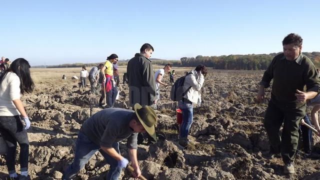 Tinerii voluntari au plantat o padure pe 40 de hectare de teren