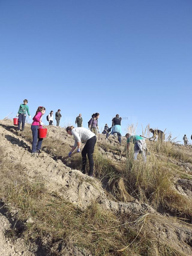 Tinerii voluntari au plantat o padure pe 40 de hectare de teren