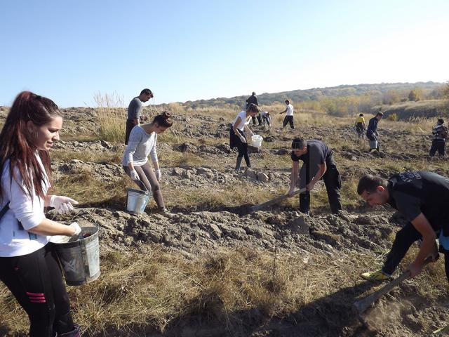 Tinerii voluntari au plantat o padure pe 40 de hectare de teren