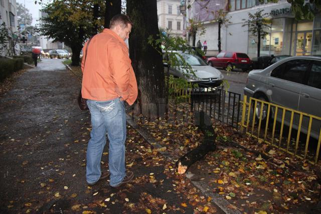 Din cauza condiţiilor meteo, crengile uscate ale unui tei de pe marginea străzii Nicolae Bălcescu, din centrul Sucevei, s-au prăbuşit ieri pe trotuar