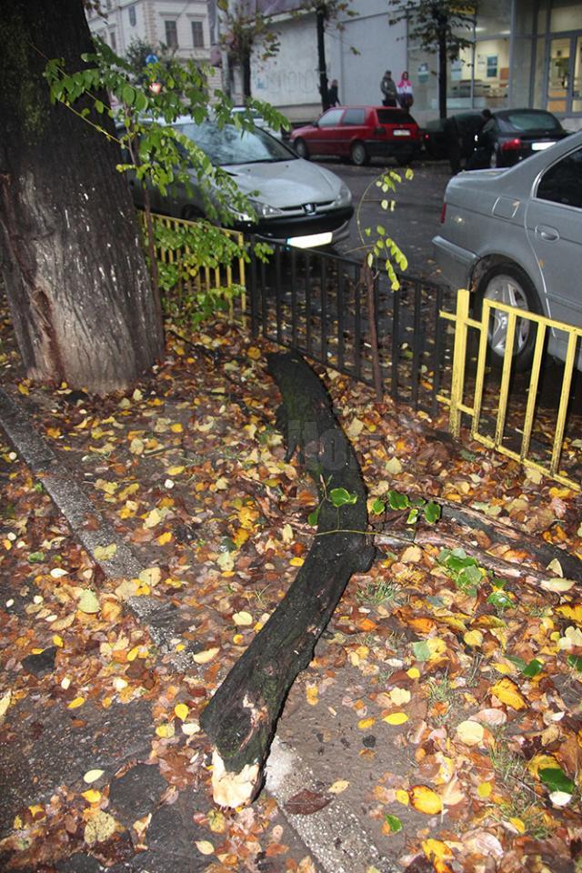 Din cauza condiţiilor meteo, crengile uscate ale unui tei de pe marginea străzii Nicolae Bălcescu, din centrul Sucevei, s-au prăbuşit ieri pe trotuar
