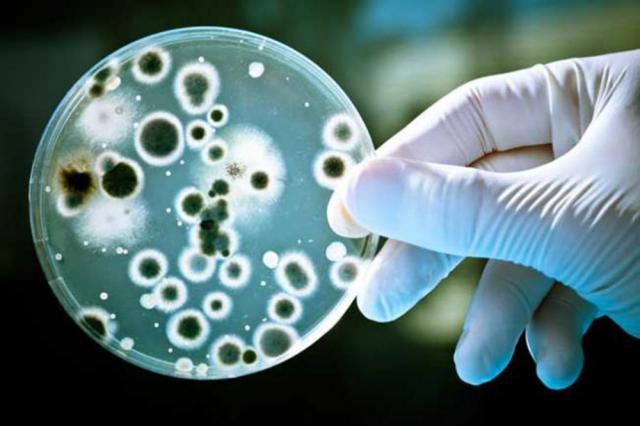 Bacteria se transmite cu ușurință de la o persoană la alta dacă nu sunt respectate reguli clare de igienă.  Foto:www.qbox.ro