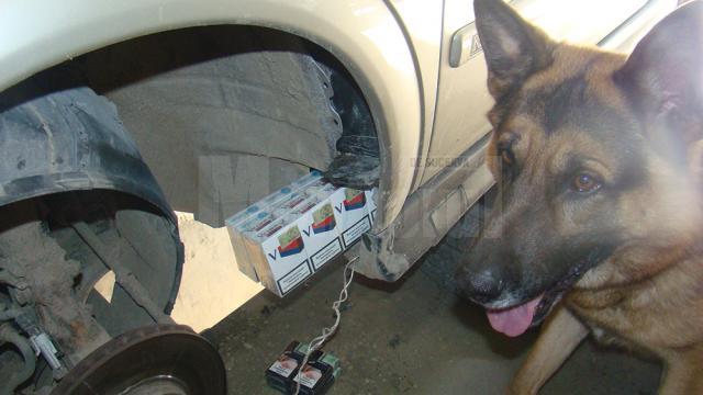 Pachete de ţigări ascunse în caroseria unor autoturisme, descoperite cu ajutorul lui Nah, câinele de serviciu