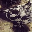 2500 de exemplare de porumbei au încântat vizitatorii expoziţiei de la Orizont Plaza  Iepuraşii, uriaşi sau pitici, au fost favoriţii publicului