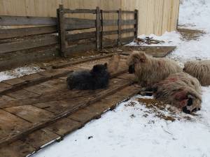 O haită de animale sălbatice a lăsat dezastru în urmă la stâna unui crescător de oi din satul Mihoveni