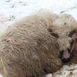 Turma de oi a unui crescător din Mihoveni, decimată de fiare sălbatice