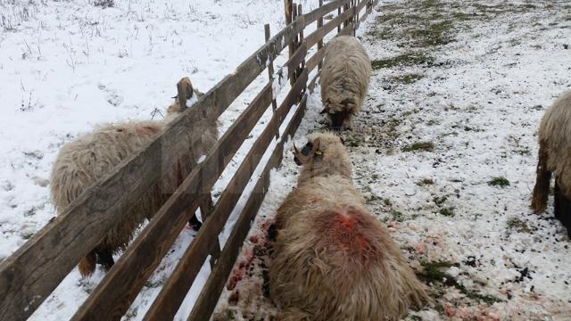 Turma de oi a unui crescător din Mihoveni, decimată de fiare sălbatice
