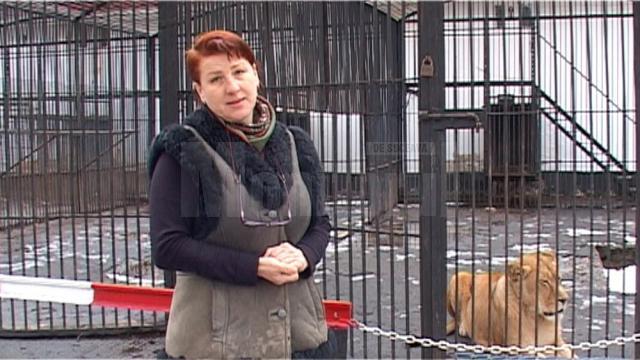 Copil de 11 ani, rănit de o leoaică la Zoo Rădăuţi, într-un pavilion nesecurizat