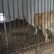 Copil de 11 ani, rănit de o leoaică la Zoo Rădăuţi, într-un pavilion nesecurizat