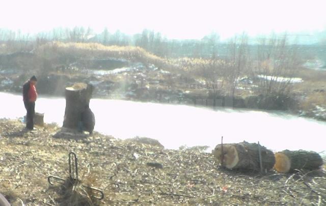 Au tăiat plopi din lunca Sucevei, în spatele Bazarului