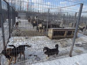 Adăpostul de câini comunitari din Lunca Sucevei