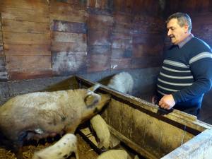 Ioan Buzduga vizează să răspândească rasa în Bucovina