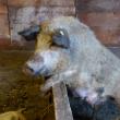 Un sucevean vrea să răspândească în Bucovina porcul „somon” de Mangaliţa