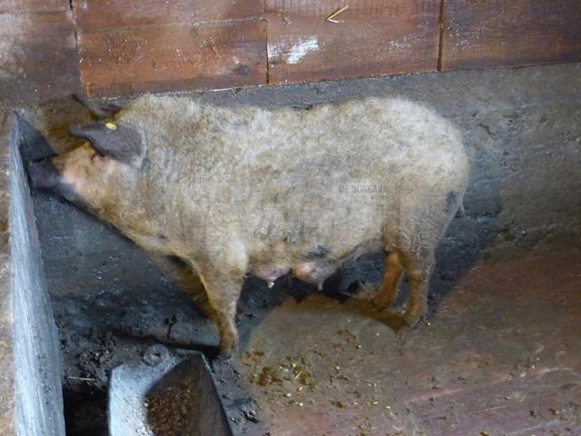Un sucevean vrea să răspândească în Bucovina porcul „somon” de Mangaliţa