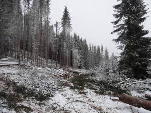 În prezent, inspectorii silvici ai ITRSV Suceava au de „alergat” prin pădure şi prin munţi, după infractori, cu Loganul ori cu maşinile personale