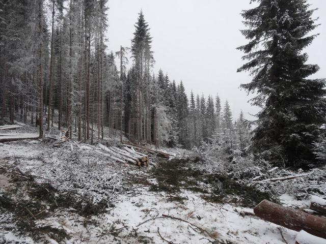 În prezent, inspectorii silvici ai ITRSV Suceava au de „alergat” prin pădure şi prin munţi, după infractori, cu Loganul ori cu maşinile personale