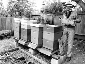 „O ocupaţie părăsită: apicultura”