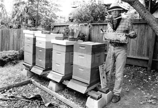 „O ocupaţie părăsită: apicultura”