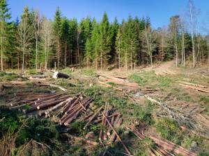 Tăierile ilegale în pădurile judeţului, în scădere cu 65% în 2014 comparativ cu 2013