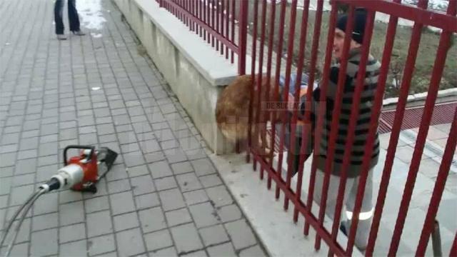 Echipajul a găsit căţelul prins într-un gard al unei grădiniţe, între o bară metalică şi zidăria temeliei