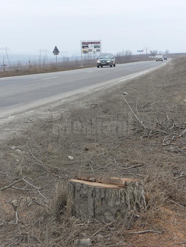 Locul arborilor tăiaţi va fi luat de puieţi, tot în acest an, au dat asigurări oficialii de la Drumuri Naţionale