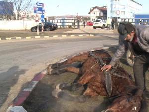Un cal sleit de puteri a căzut în drum, la Şcheia