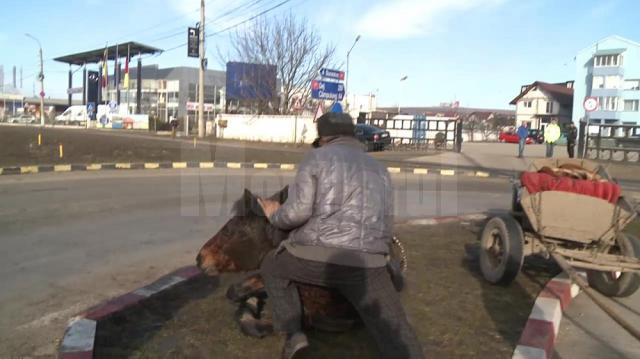 Un cal sleit de puteri a căzut în drum, la Şcheia