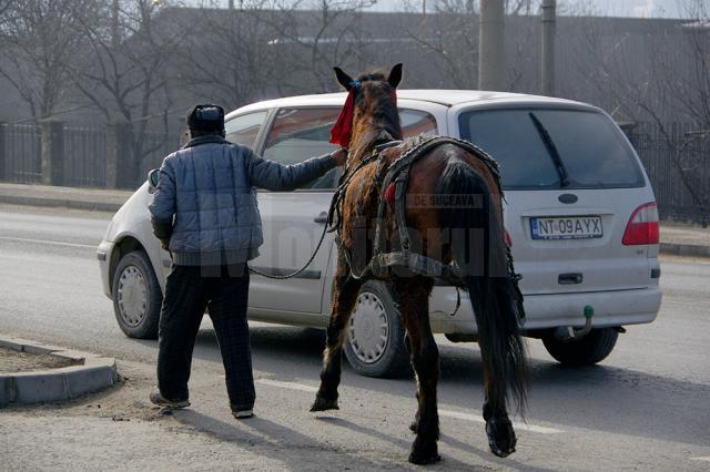 Un cal sleit de puteri a căzut pe drumul naţional-european de la intrarea în Suceava