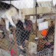 Voluntarii germani, muncind să ofere condiţii cât mai bune câinilor din adăpostul de animale al Sucevei