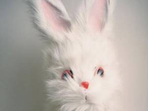 Nick Cave: „Moartea lui Bunny Munro”
