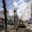 Teii "borduraţi”, soluţia de împăcare a ecologiştilor şi de continuare a modernizării bulevardului George Enescu