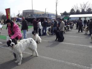 Evenimentul „Bucovina Dogshow 2015” va avea loc în zilele de 16 şi 17 mai, iar înscrierile se fac până pe 10 mai