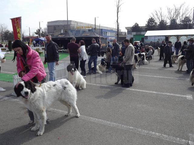 Evenimentul „Bucovina Dogshow 2015” va avea loc în zilele de 16 şi 17 mai, iar înscrierile se fac până pe 10 mai