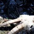 Cadavrele de animale care au zăcut o perioadă îndelungată lângă fostul CAP din Măriţei