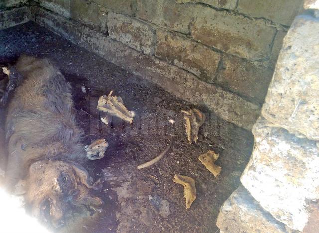 Cadavrele de animale care au zăcut o perioadă îndelungată lângă fostul CAP din Măriţei