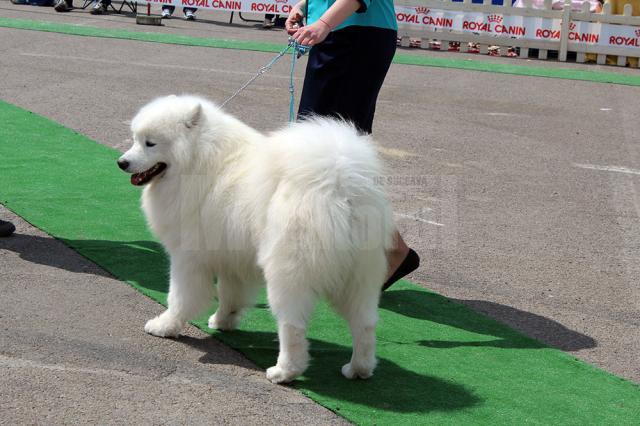 Câinele zăpezilor, frumosul Samoyed