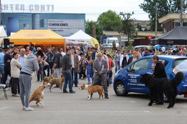 Cel mai important eveniment chinologic din Moldova a adus în faţa sucevenilor sute de câini de rasă din toată lumea