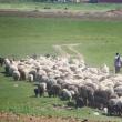 Ciobanii din Roşcani se plâng că nu mai au pe unde să-şi ducă oile la apă, susţinând că autorităţile locale nu s-au gândit şi la această problemă când au făcut împărţirea pajiştilor