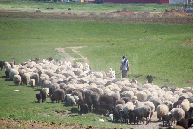 Ciobanii din Roşcani se plâng că nu mai au pe unde să-şi ducă oile la apă, susţinând că autorităţile locale nu s-au gândit şi la această problemă când au făcut împărţirea pajiştilor
