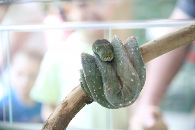 Expoziţie de reptile vii, în premieră la Shopping City Suceava