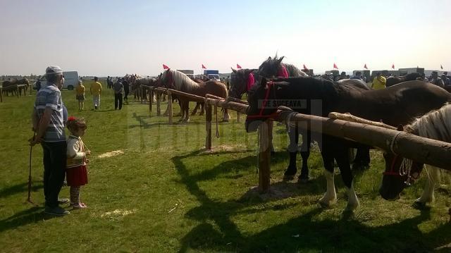Sute de crescători de cai au participat la expoziţia de la Horodnic