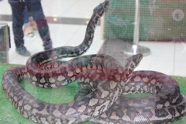 Sucevenii sunt aşteptaţi la expoziţia de reptile vii până pe 17 iunie