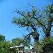 „Arborii ocrotiţi, simbol al vitalităţii, diversităţii şi frumuseţii”, ediţia a II-a, la Liceul Tehnologic Cajvana
