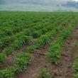 Culturile agricole din Suceava, grav afectate de secetă