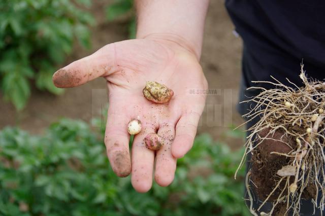 Culturile agricole din Suceava, grav afectate de secetă