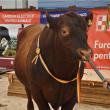 Crescători de vaci, capre şi cai din judeţ, premiaţi la primul târg de zootehnie al României
