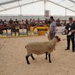Crescători de vaci, capre şi cai din judeţ, premiaţi la primul târg de zootehnie al României